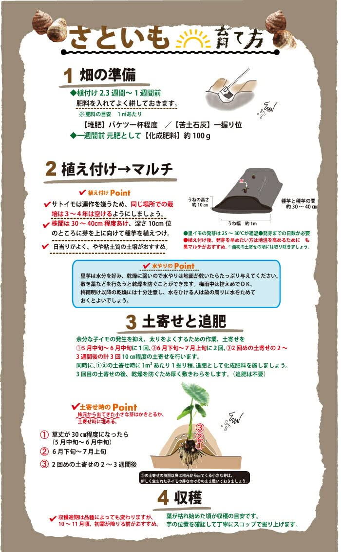 Amazon.co.jp: サトイモ 苗 1トレー 10.5cm 24ポット 3種 アソート